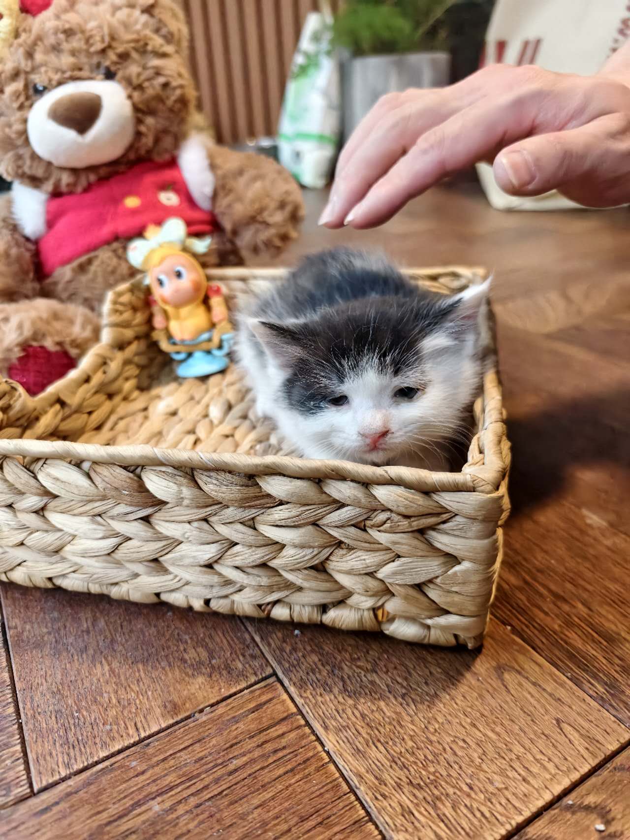 有点胆小的奶牛