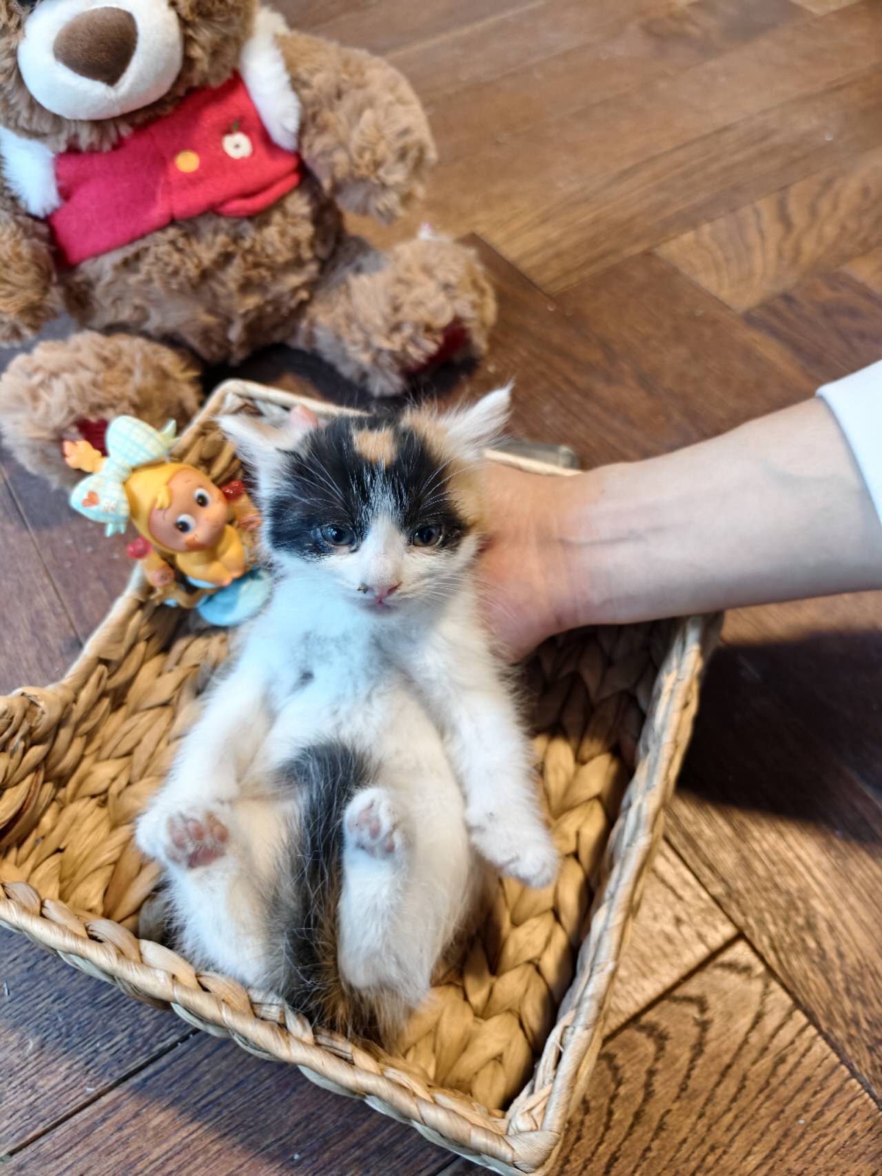 4号宝宝 小三花