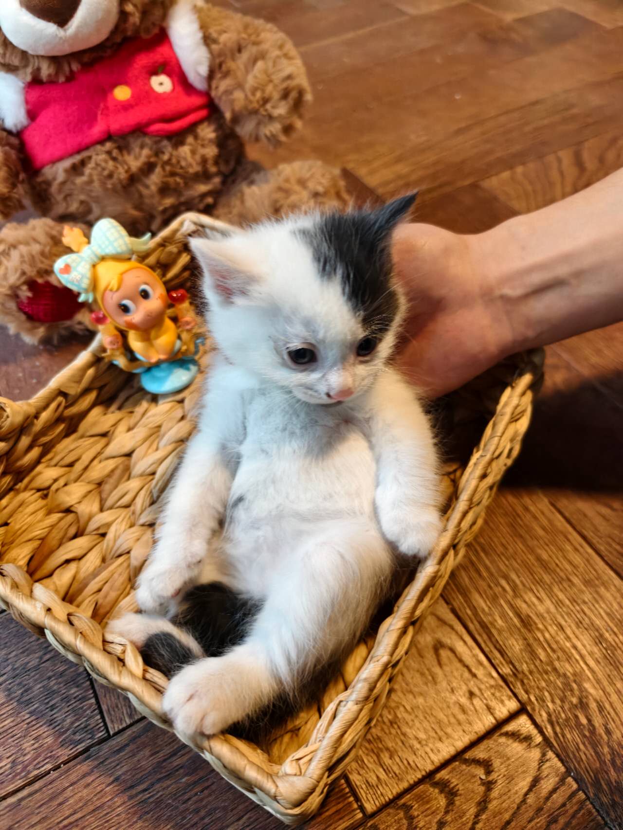 黑下巴客服猫奶牛